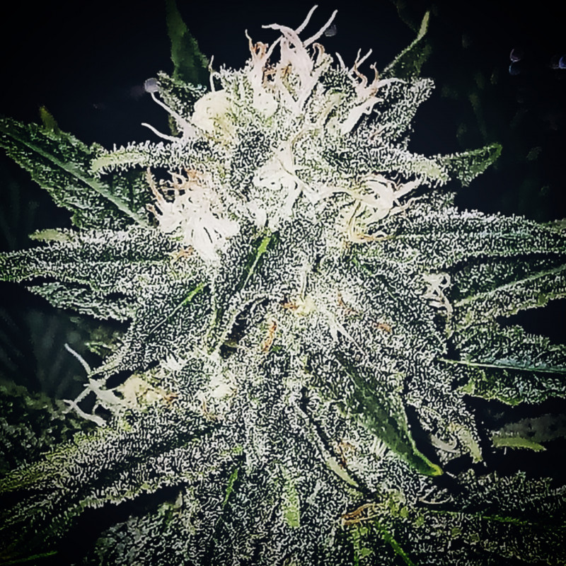 Banana Bubblegum
