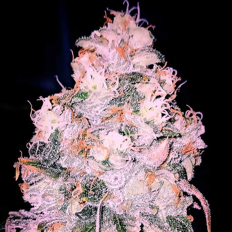 Bubba Haze