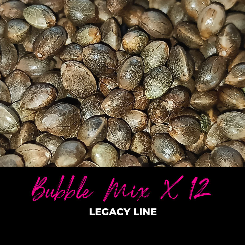 Bubble Mix x12, photo macro