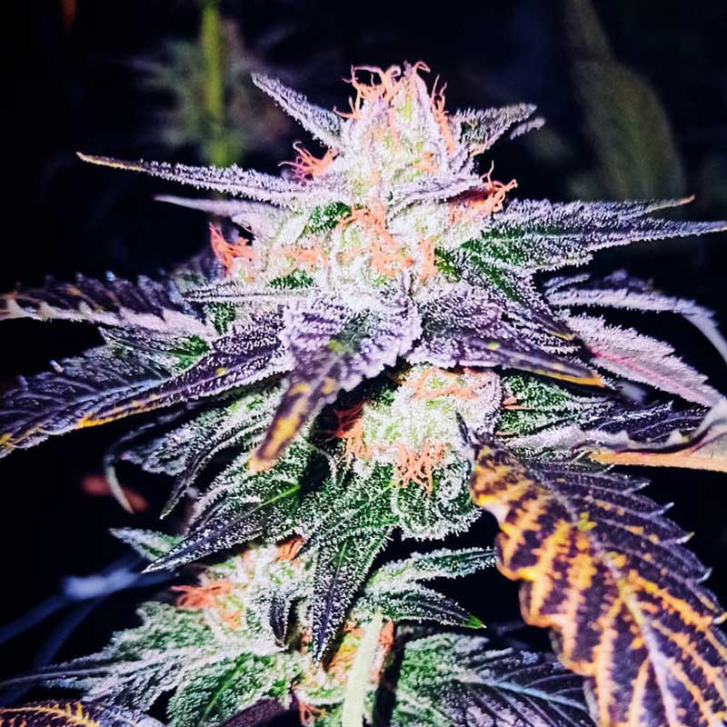 Cacao Kush, photo macro