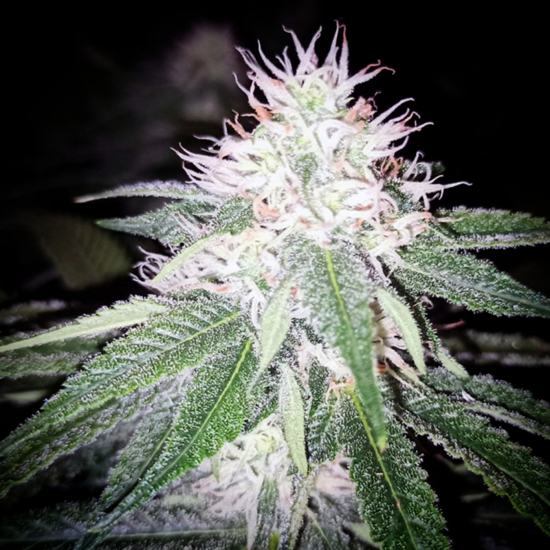 French Bubblegum, photo macro