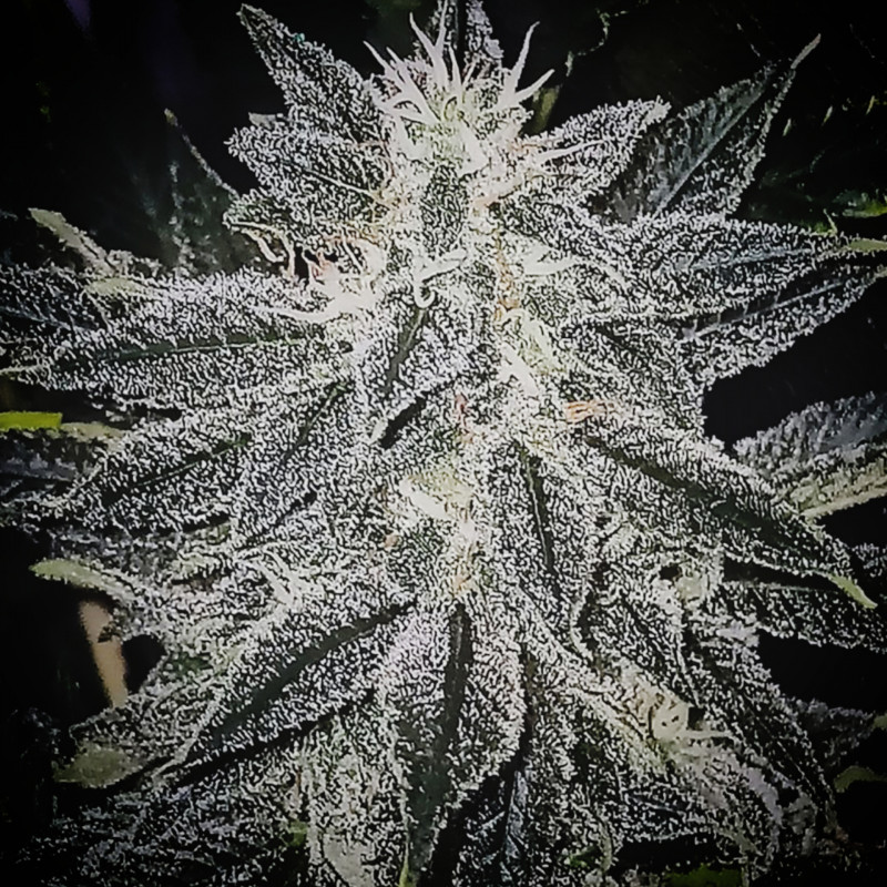 Lemon Bubblegum, photo macro