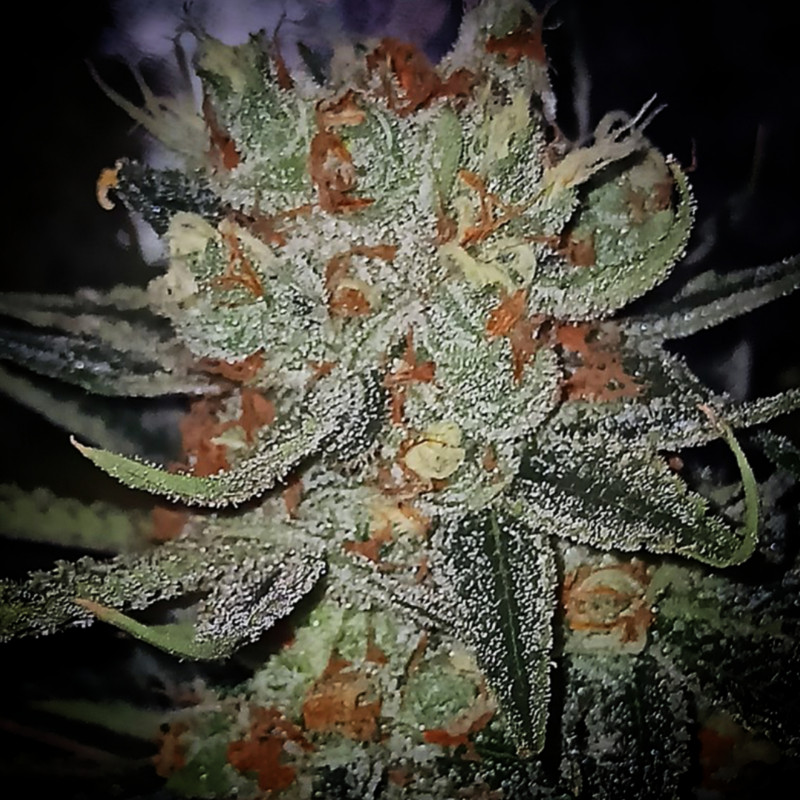 Mandela Kush, photo macro
