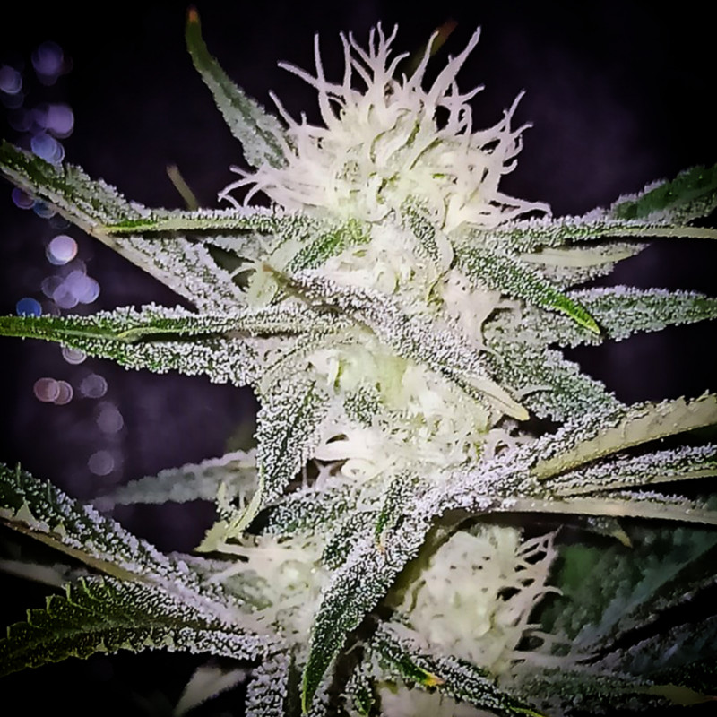Sour Power Plant, photo macro