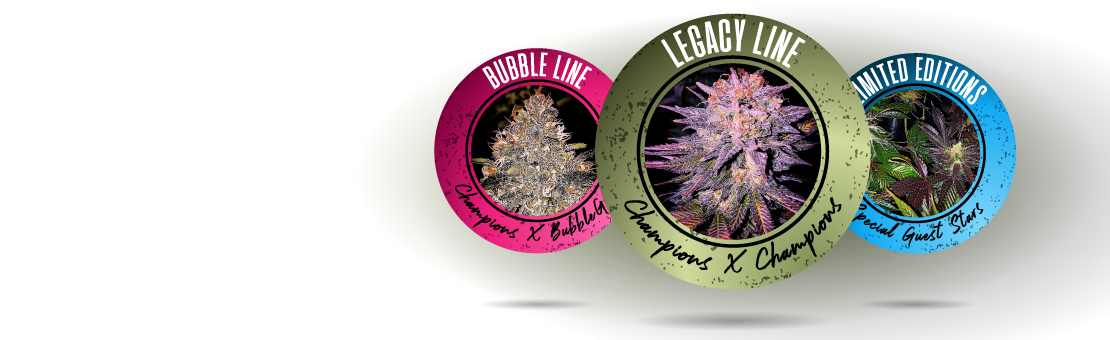Les collections Regular Seed's