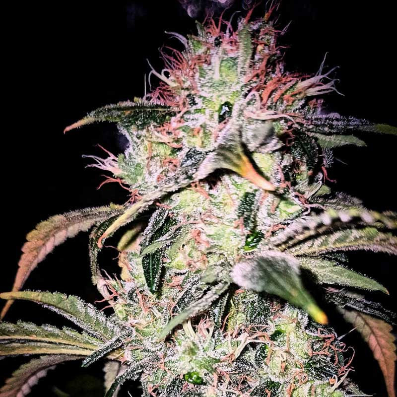 Veteran Sativa, photo macro