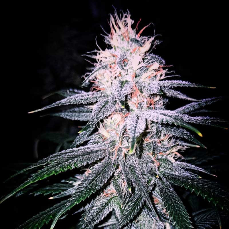 White Queen, photo macro